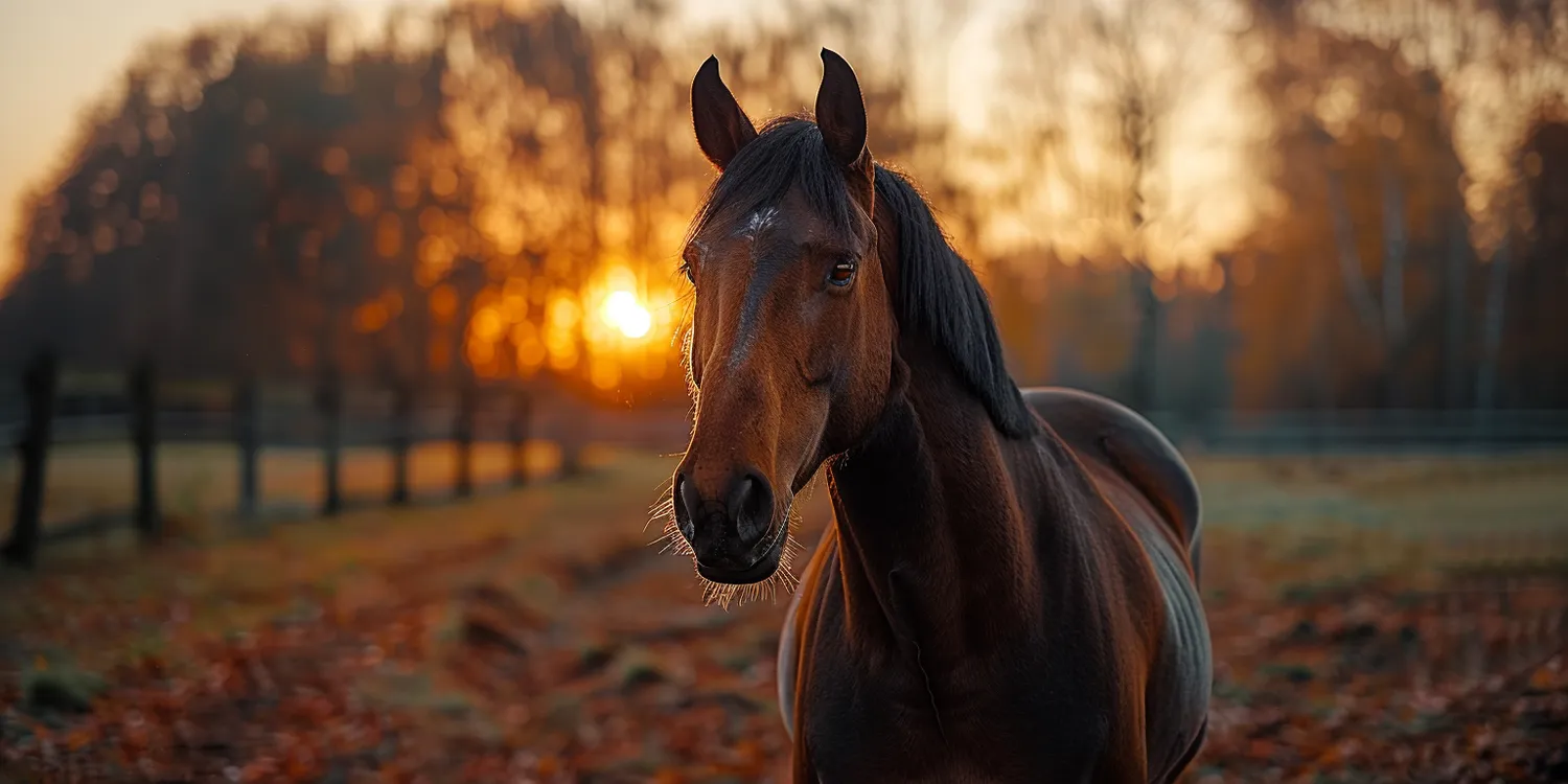 Co zrobić, gdy umrze pies lub kot?