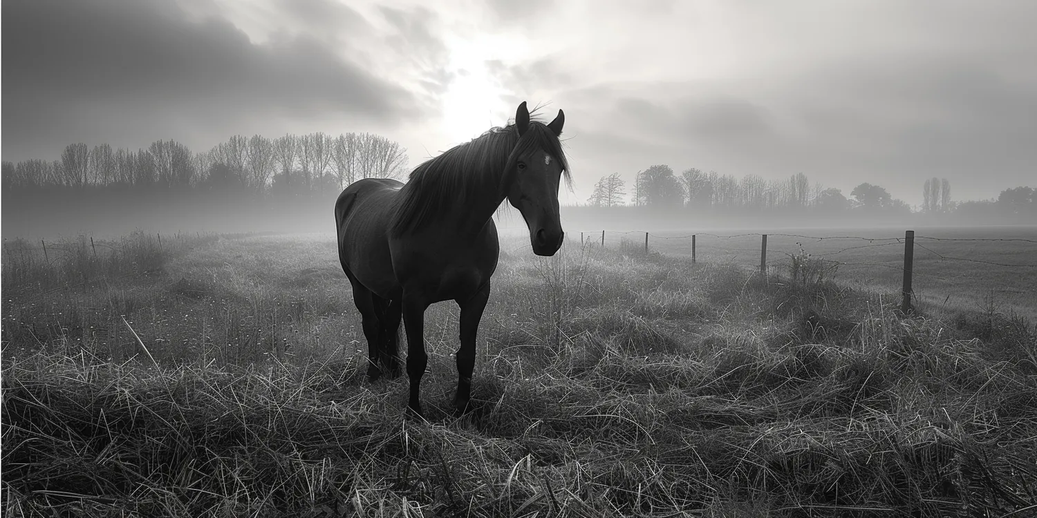 Krematoria dla zwierząt - rosnąca popularność